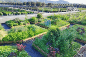 Best Weed Barrier for Gardens?