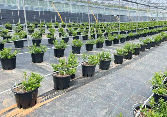 Best Landscape Fabric for Vegetable Ga