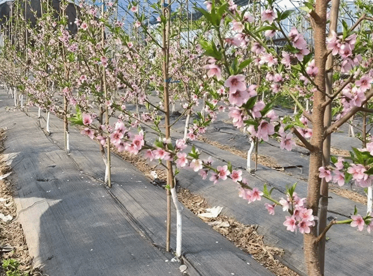 geotextile weed barrier